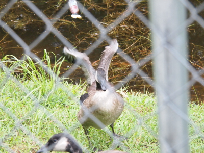 [Approximately 2 month old gosling faces the camera through a chain link fence with its wings stretched vertical above its back. The wings might be twice as long as its legs.]